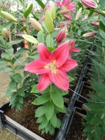 [5393 Zagata VZ No01.JPG]